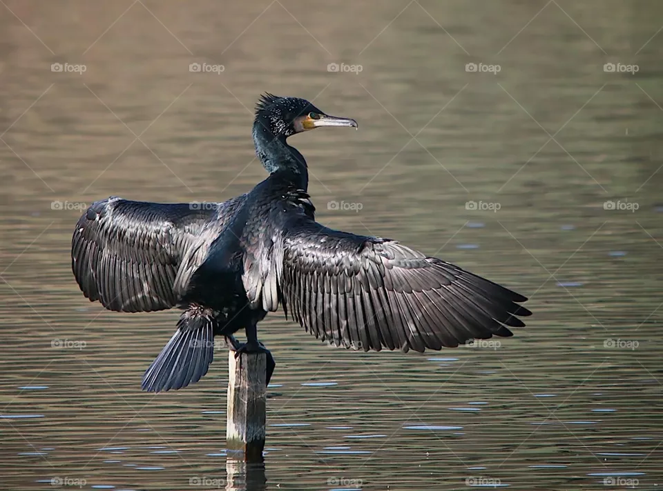 Beautiful bird