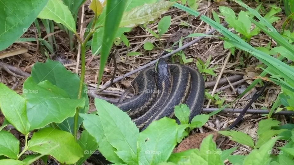 garter snake