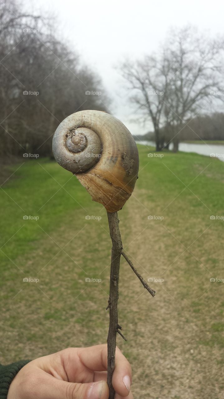 Giant Snail shell