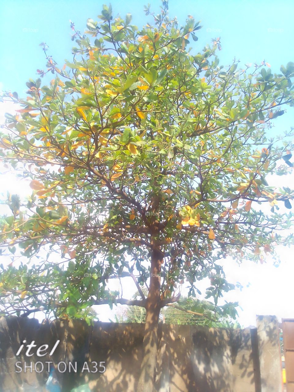 fruit trees change leave