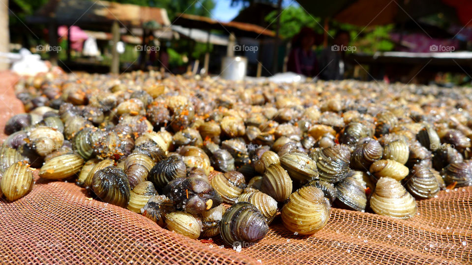 Shell food, village market in Cambodia