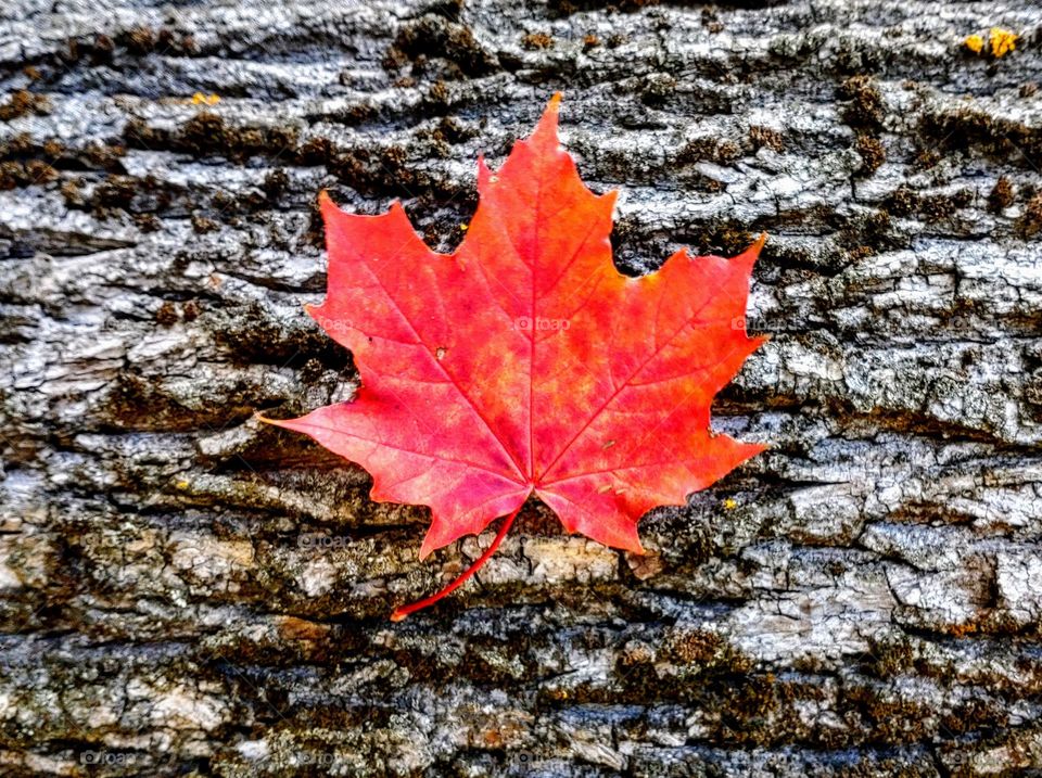 Hello autumn 🍁 Maple leave 🍁 Nature 🍁