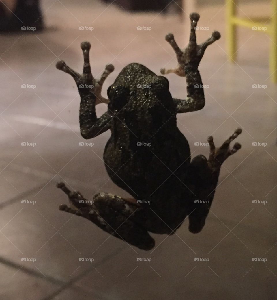 Frog on door