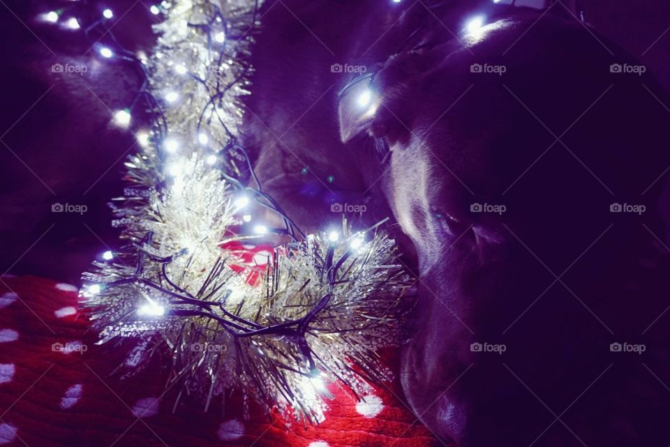 Christmas#time#decoration#pet#dog#animal#model#cute#lights