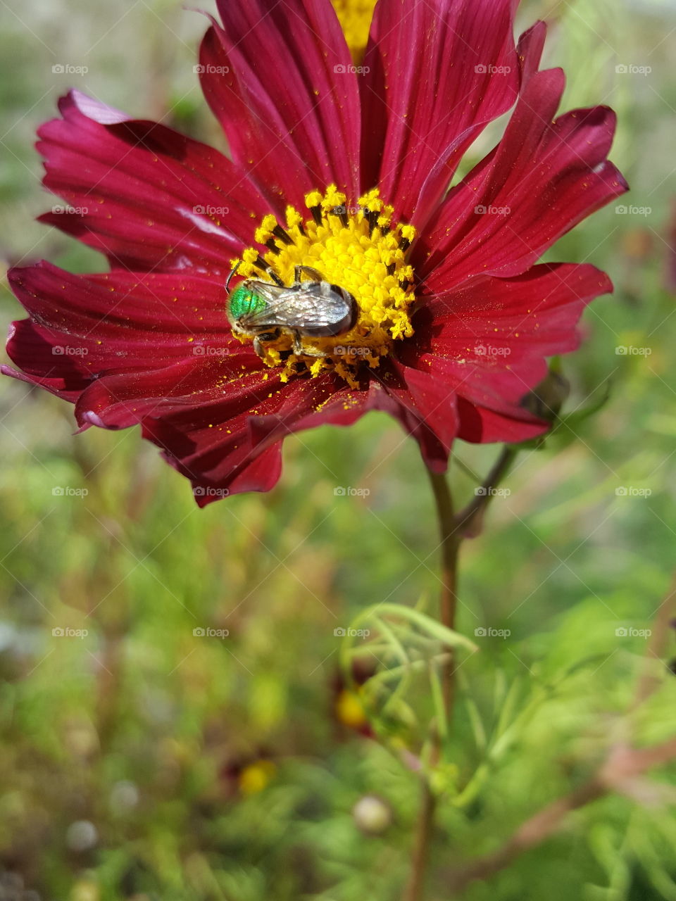 pollen