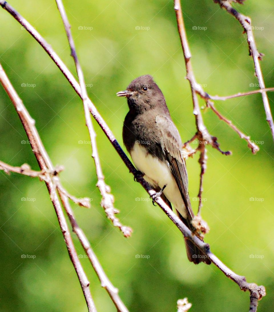bird sitting on a branch looking for its next meal