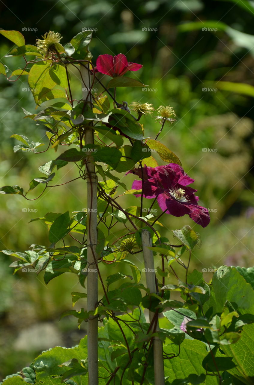 Purple flower in the botanical garden