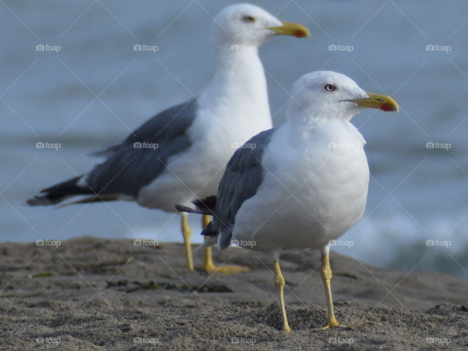 seagulls