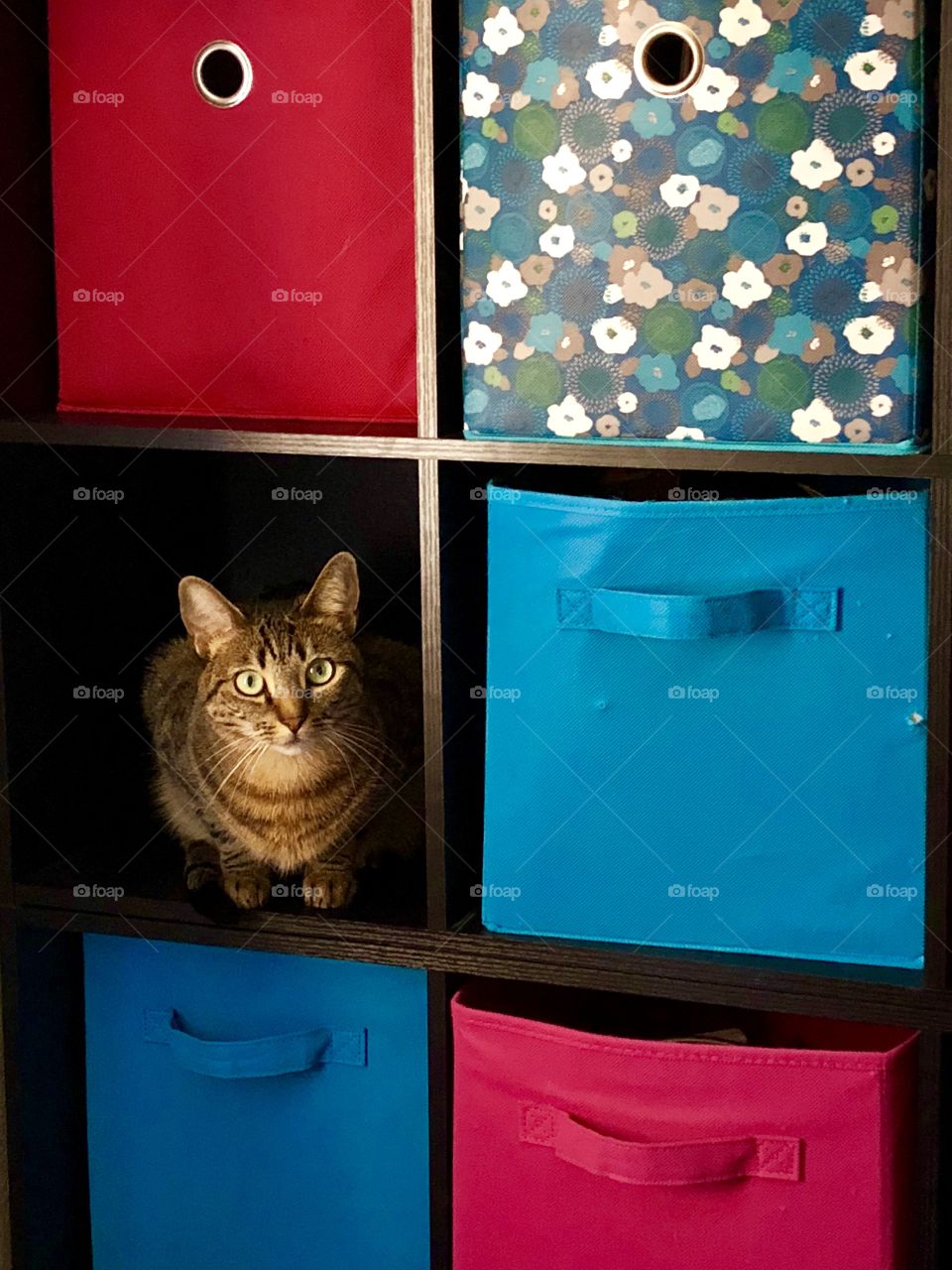 Kitty in a Cube