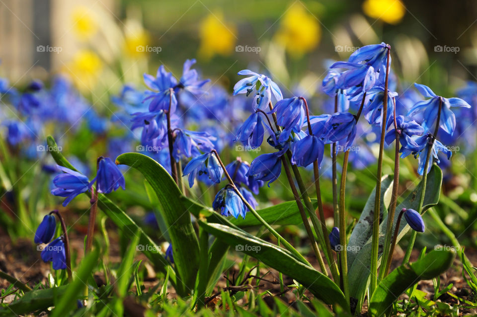 Blue snowdrops in the park 