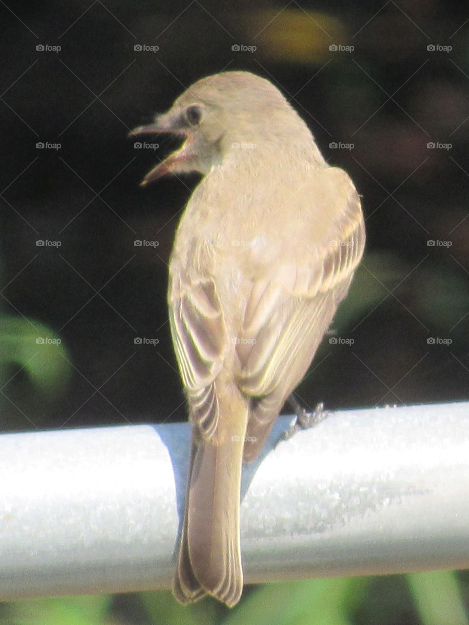 Bird, Nature, Wildlife, No Person, Outdoors