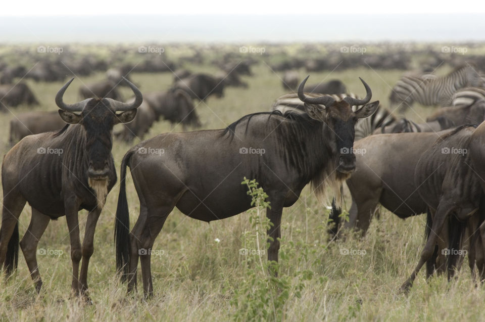 A herd of wildebeest in Serengeti National Park in Tanzania.