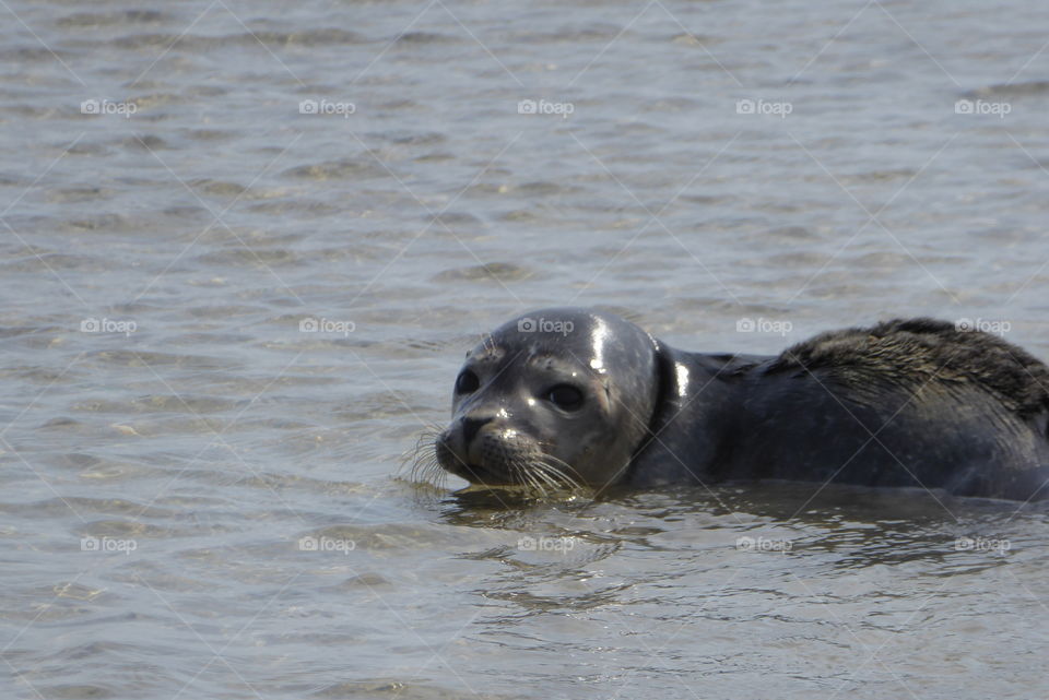 Wild Sea Seal Wadden Sea St. Peter Ording Germany 
