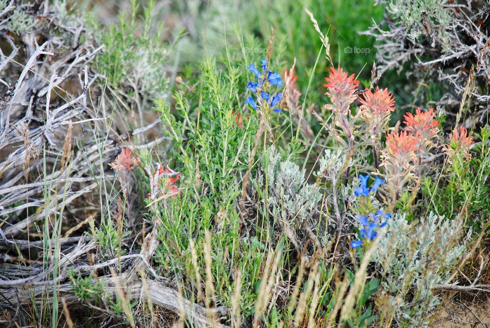 Indian Paintbrush Among the Sagebrush With a Splash of Blue