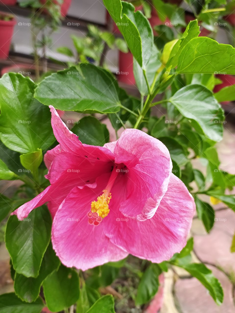 Pink splendour of hibiscus