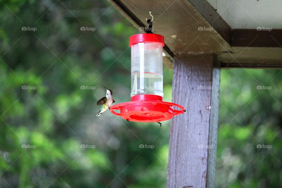 Hummingbirds fueling up before finishing their migration south from Louisiana