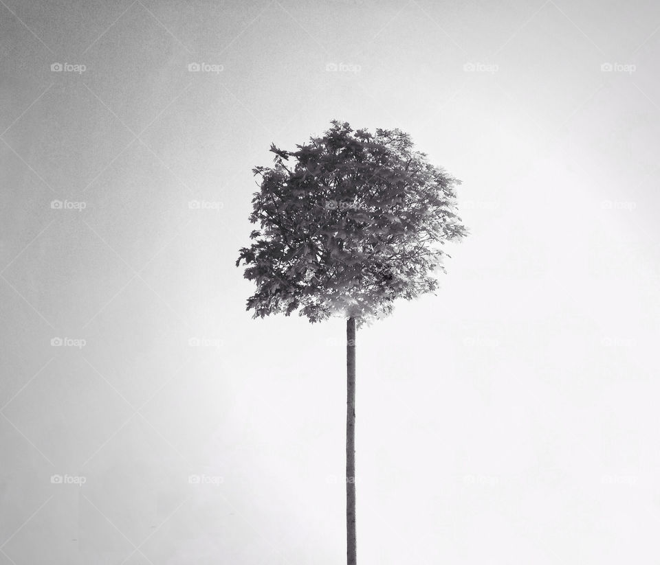 Tree. Alone tree (iPhone 5)