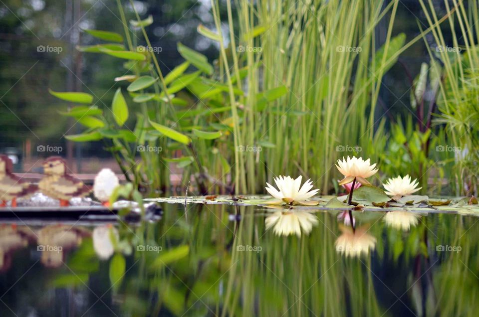 Water Lilys/lotus’ reflecting off a still pond with tall grass