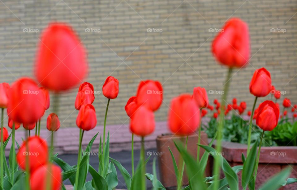 tulips flowers growing from the ground