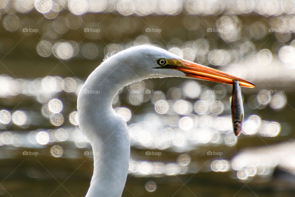 White heron fishing