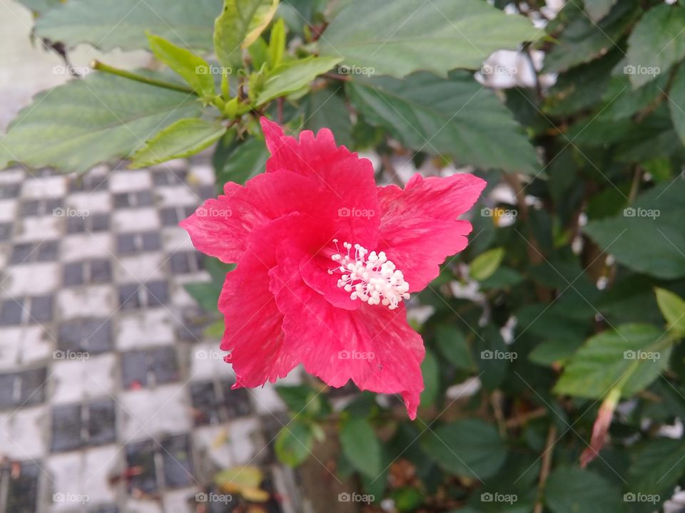 red hibiscus