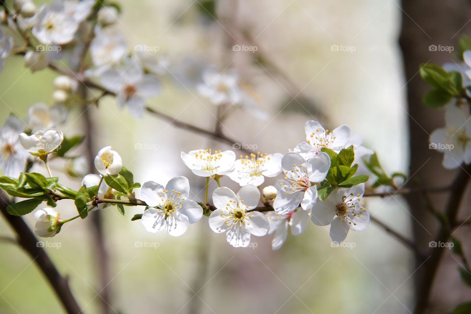 Cherry plum flowers 