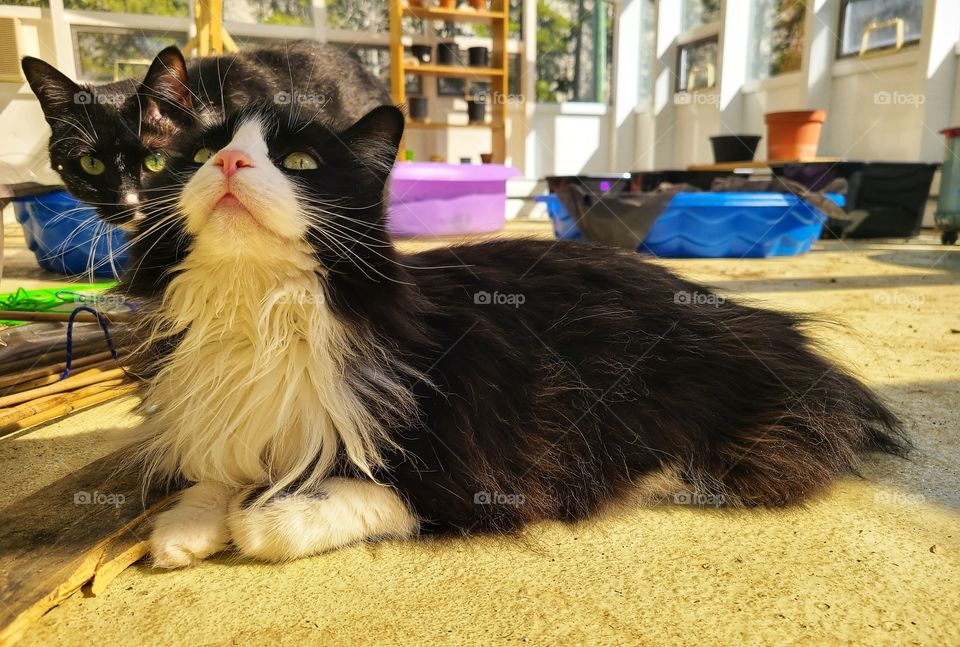 Black and white cats