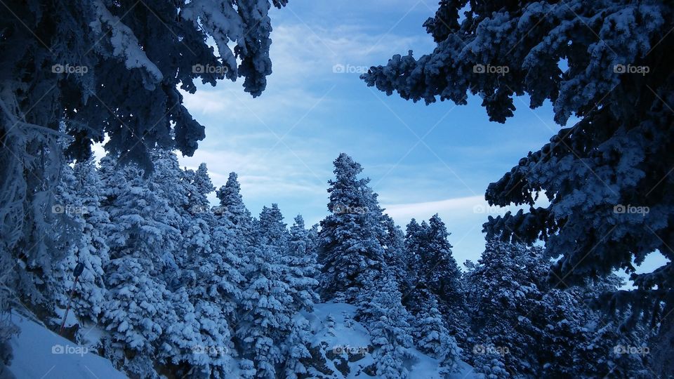 snow trees