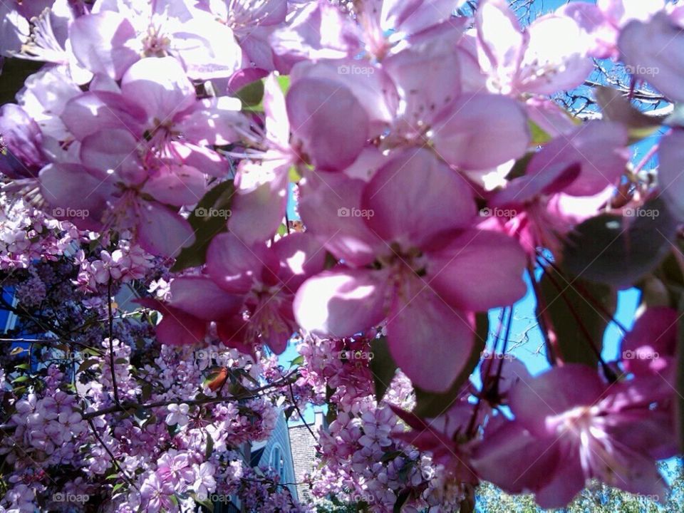 Blossoms