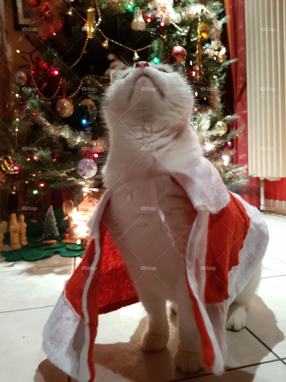 Christmas cat looking up