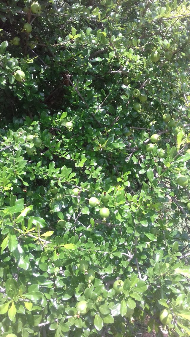 nature