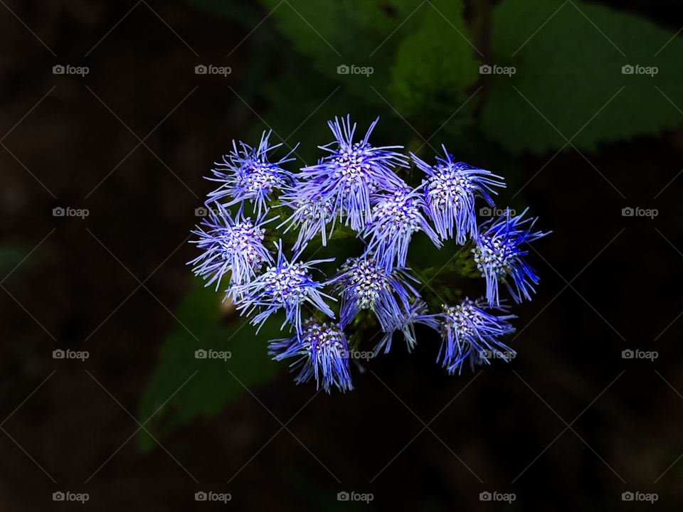 Purple Flowers