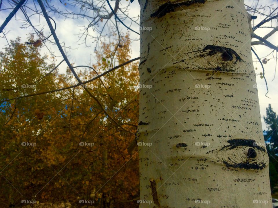 Aspen tree