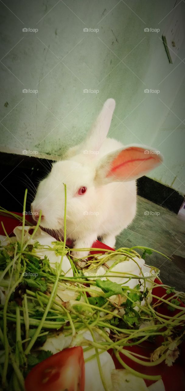 it's my favorite pet