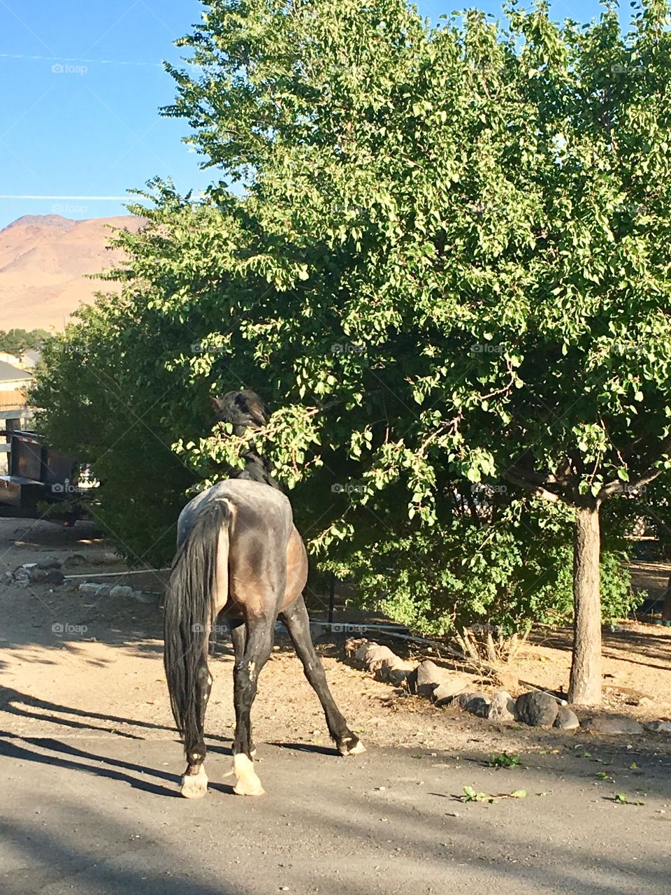 Old wild horse stallion feeding on fruit trees in Nevada rural area 