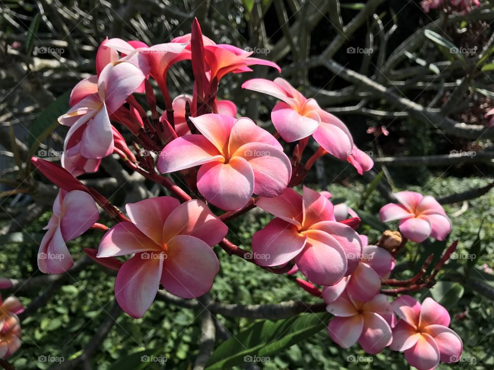 Pink Plumeria Flower