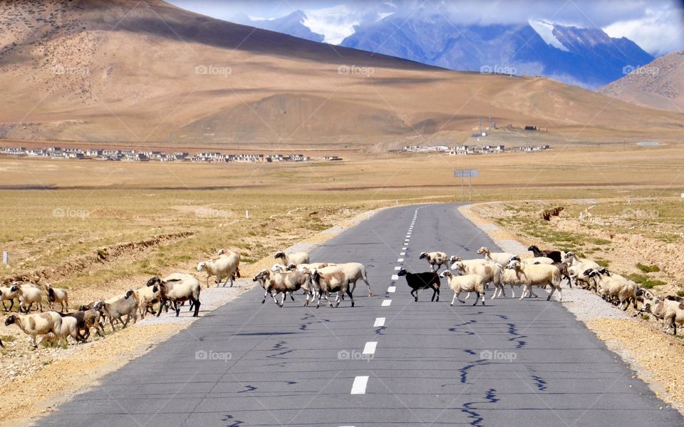 Goats on road in Tibet