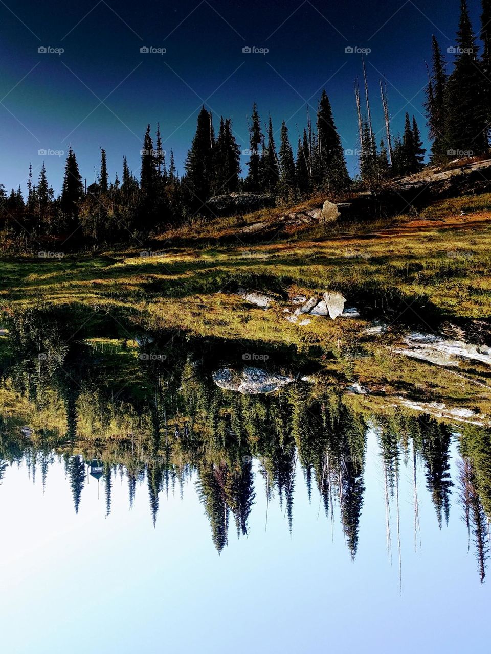 mirrored pine trees in revelstoke lake in Canada