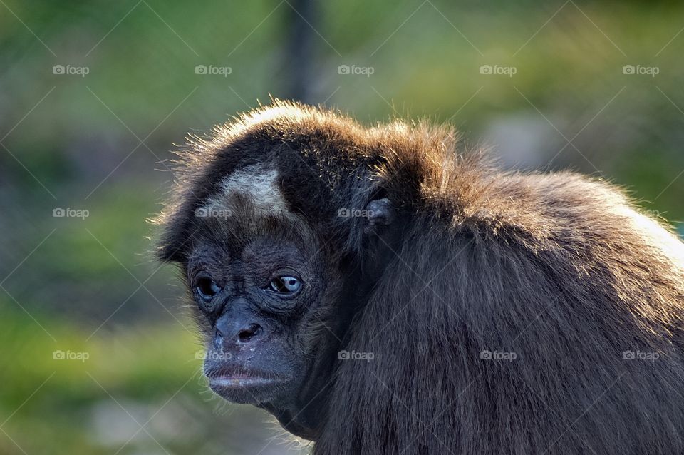 Monkey in Captivity