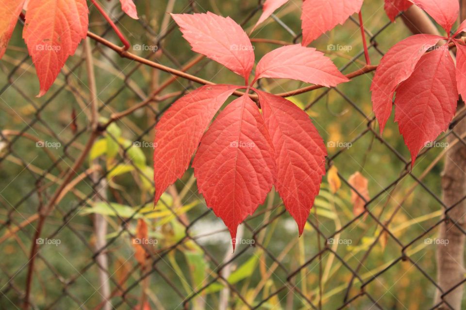 Autumn ❤️🍁❤️🍁❤️