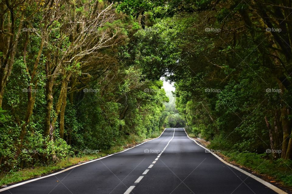 foggy forest road on la gomera canary island in Spain - garajonay national park road trip