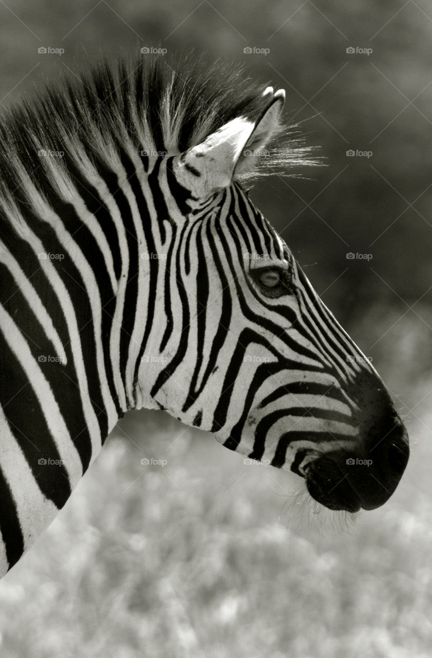 Zebra in serengeti national park in tanzania