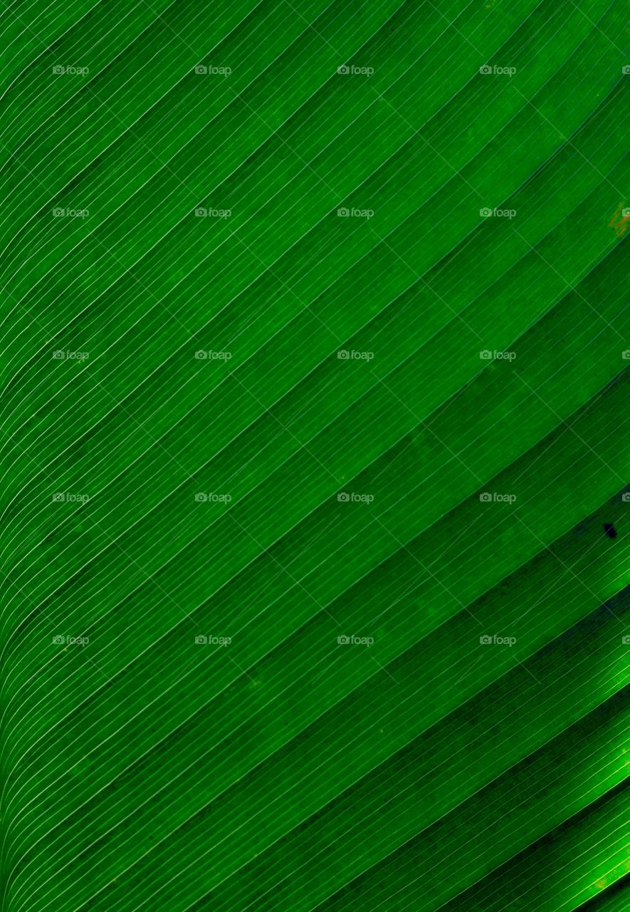 Abstract and close-up of green leaf element of design