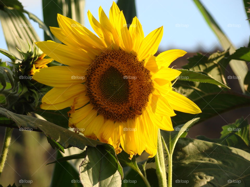 Sunflower