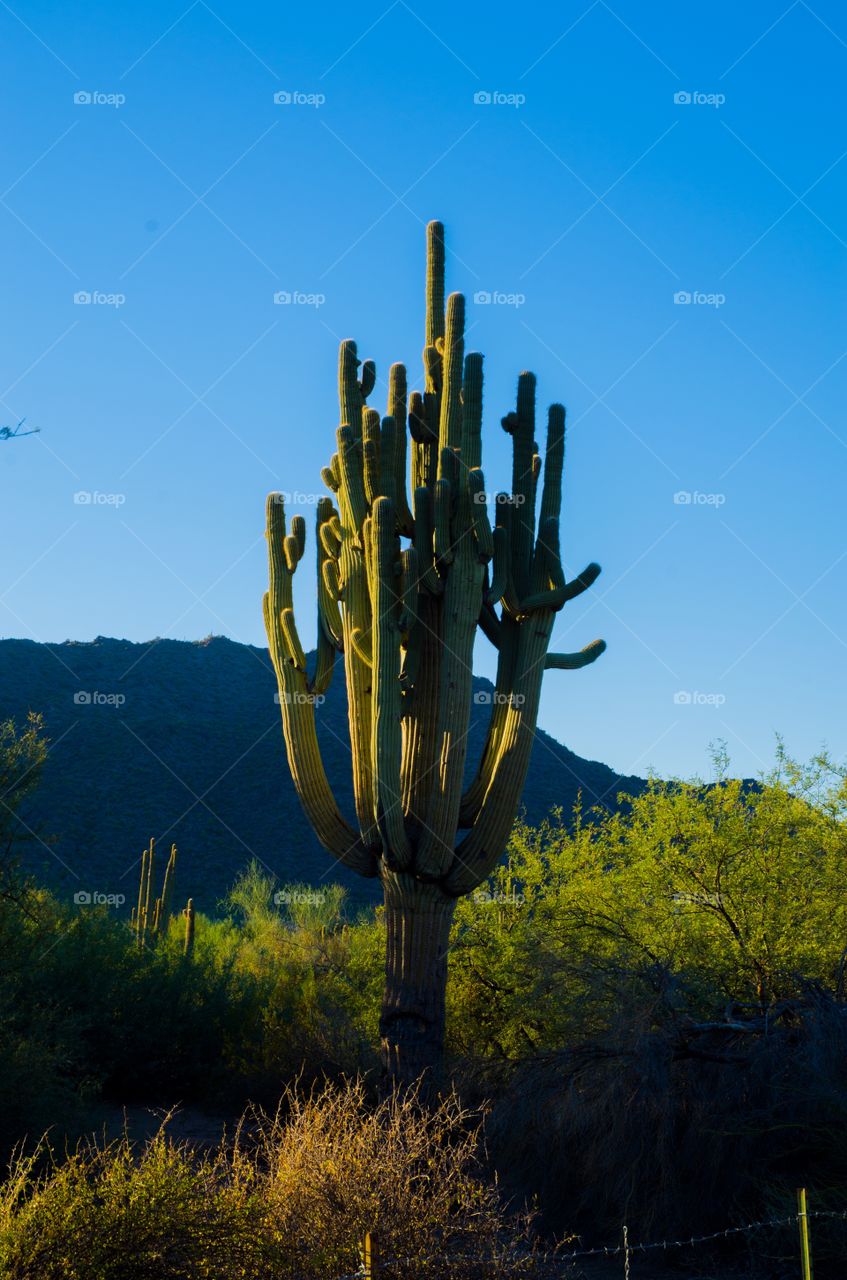 Old Saguaro Cactus