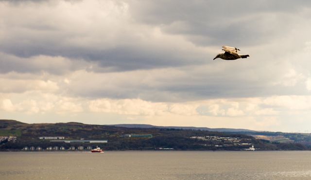 Seagull
