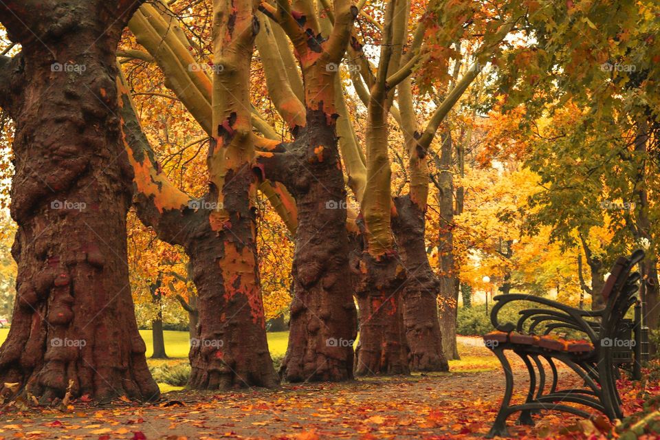 beautiful colorful trees in the city park in Poznań