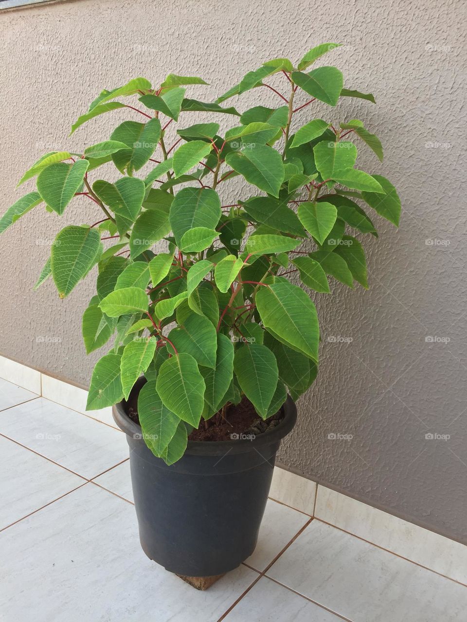 Uma planta aqui de casa que eu não sei o nome 