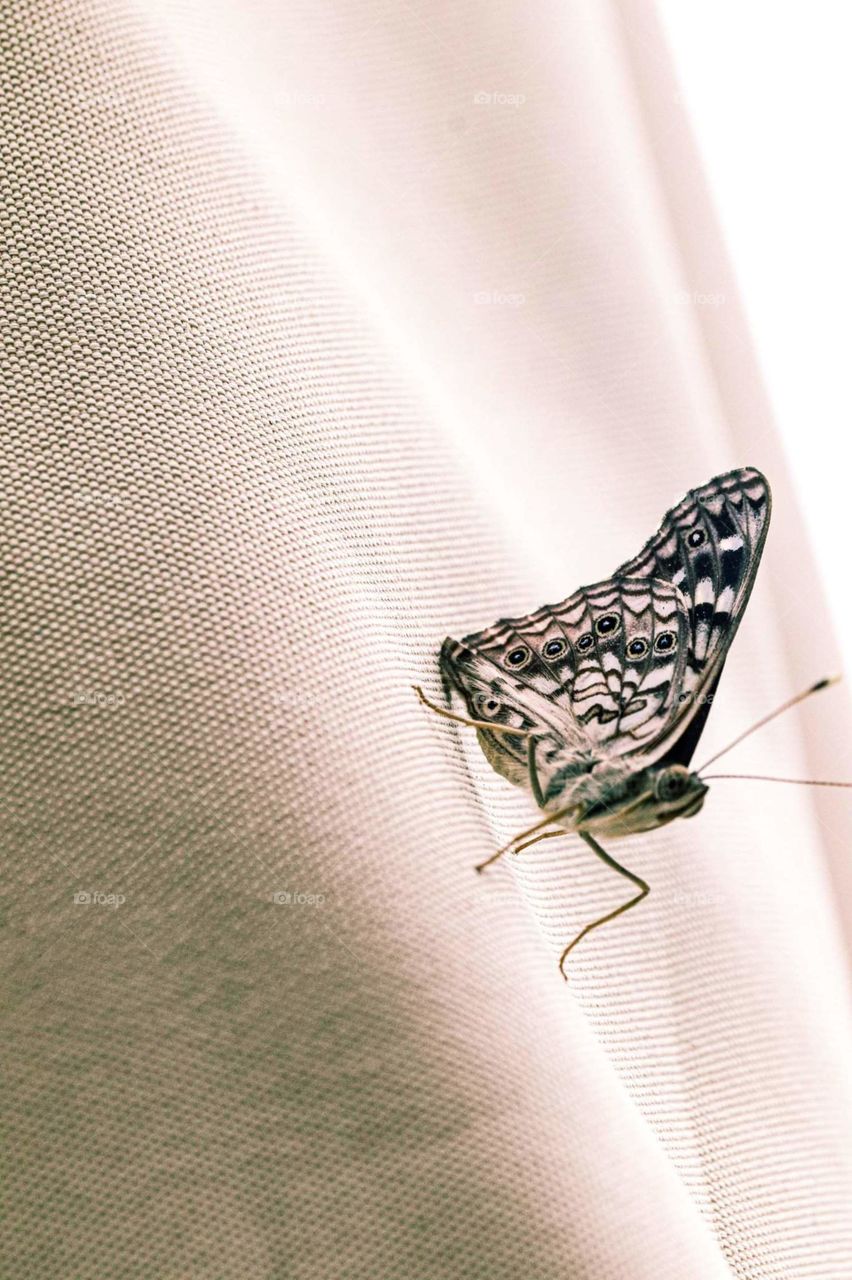 Black and white butterfly