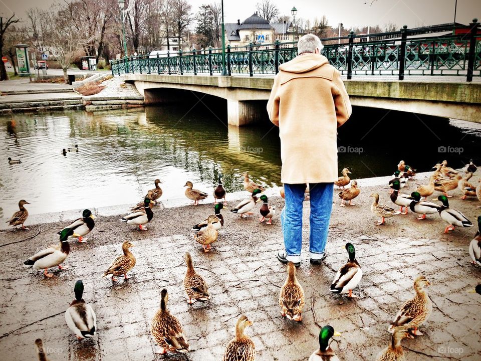 duck feeding man